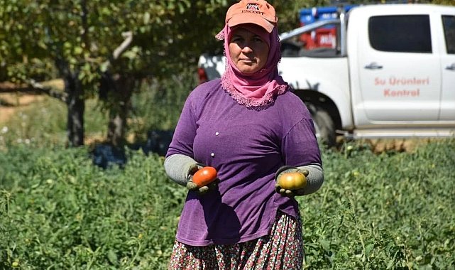 Kuyucak'ta toprakla buluşturulan 220 bin domates fidesinde hasat yapıldı