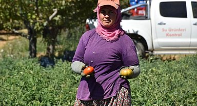 Kuyucak'ta toprakla buluşturulan 220 bin domates fidesinde hasat yapıldı