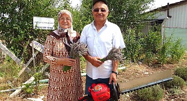 Lavanta bahçesinde hasat başladı
