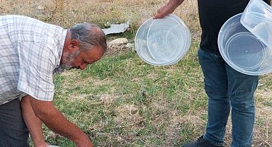 Mahalle muhtarından sokak hayvanlarına yönelik örnek çalışma