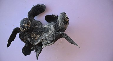 Manavgat'ta ender rastlanan olay: Siyam ikizi Caretta caretta yavrusu bulundu