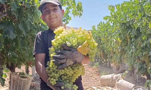 Manisa'da 7 kilo 250 gramlık üzüm salkımı