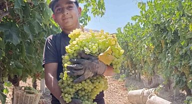 Manisa'da 7 kilo 250 gramlık üzüm salkımı