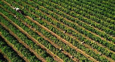 Manisa'da Sultani çekirdeksiz üzümde hasat sezonu buruk başladı