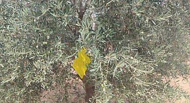 Manisa'da zeytin sineğine karşı ilaçlama çağrısı