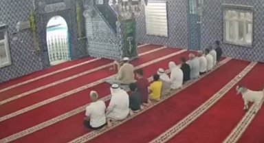 Mardin'de camiye giren oğlak güvenlik kamerasına yansıdı