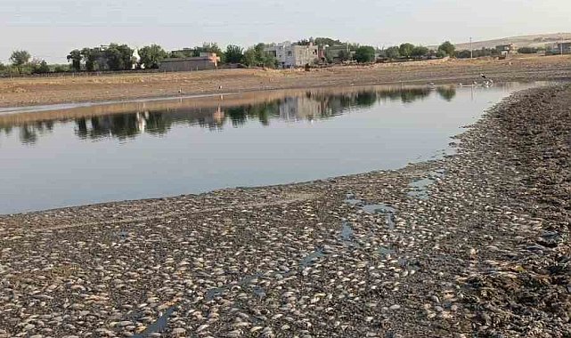 Mardin'de gölet suyu çekildi, binlerce balık telef oldu