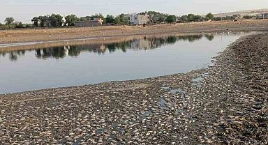 Mardin'de gölet suyu çekildi, binlerce balık telef oldu