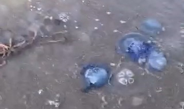 Mavi denizanaları Gemlik sahilini sardı