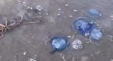 Mavi denizanaları Gemlik sahilini sardı