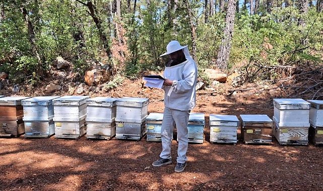 Menteşe'de 2025 arılı kovan destekleme tespitleri başladı