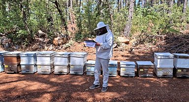 Menteşe'de 2025 arılı kovan destekleme tespitleri başladı