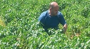 Menteşe'de hasat öncesi numune alımları sürüyor