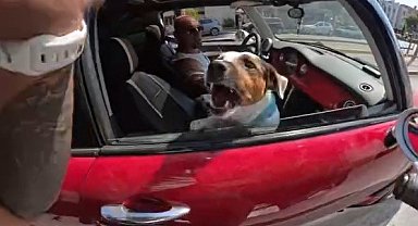 Motosiklet sürücüsünün sevmek istediği köpeklerin saldırısına uğradığı anlar kask kamerasında