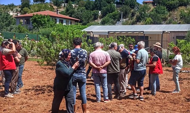 Muğla'da sakız hasadı başladı