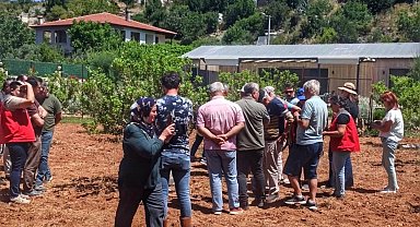Muğla'da sakız hasadı başladı