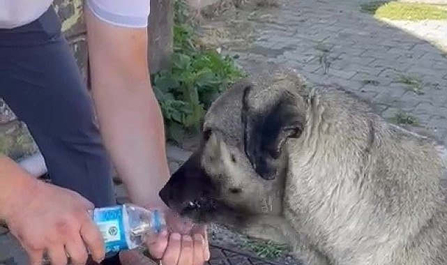 Muhtardan insanlık dersi