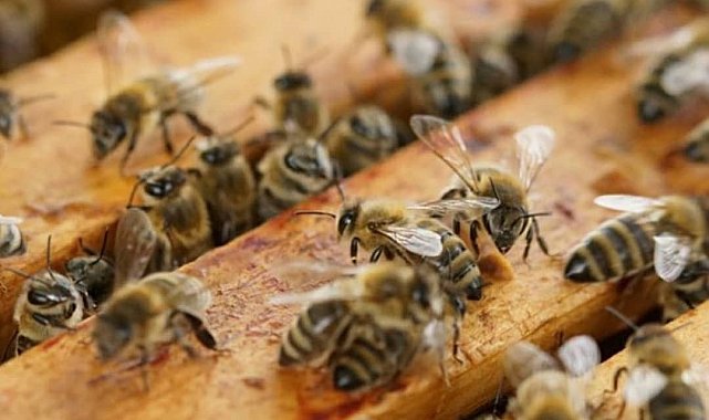 Muratlı'da bal üreticileri hasattan memnun