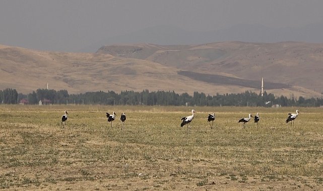 Muş Ovası'nda leylekler büyük göçe hazır