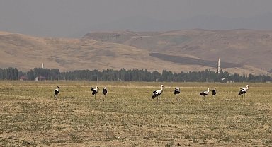 Muş Ovası'nda leylekler büyük göçe hazır