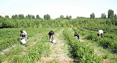 Muş'ta 40 derece sıcakta "kurutmalık sebze" mesaisi