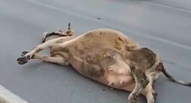 Muş'ta yola çıkan ineğe otomobil çarptı
