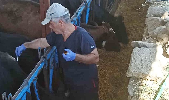 Nazilli'de şap hastalığına karşı aşılama çalışmaları sürüyor