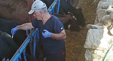 Nazilli'de şap hastalığına karşı aşılama çalışmaları sürüyor