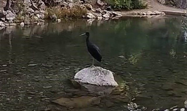Nesli tükenme tehlikesi altındaki kara leylekler, Bozkır'da görüntülendi