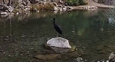 Nesli tükenme tehlikesi altındaki kara leylekler, Bozkır'da görüntülendi