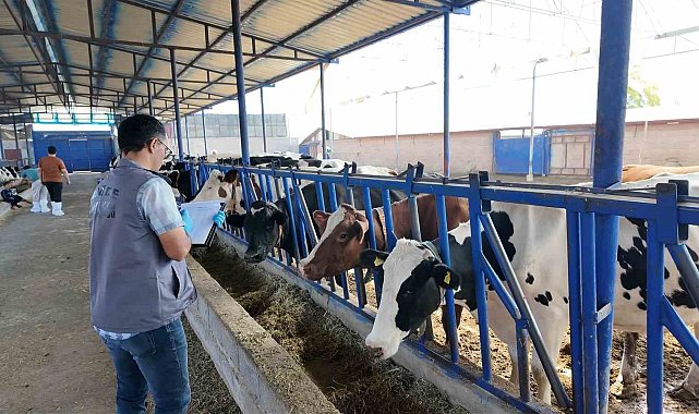Niğde'de 190 bin hayvana şap aşısı yapıldı