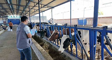 Niğde'de 190 bin hayvana şap aşısı yapıldı