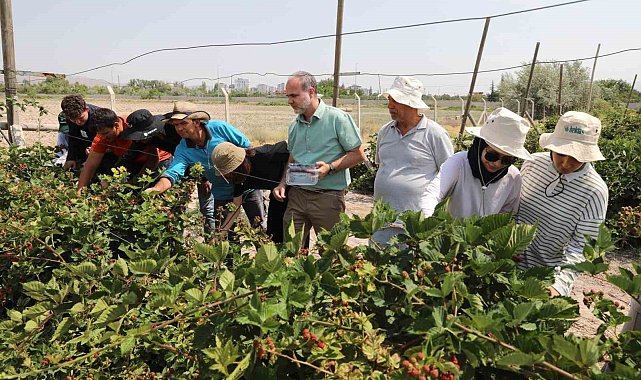 NÖHÜ'de böğürtlen hasadı başladı