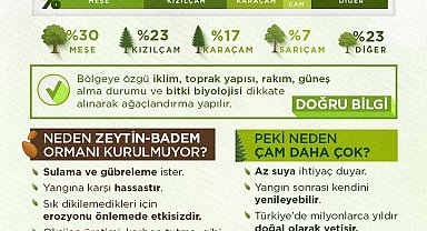 OGM tarafından orman yangınlarından sonra yapılan çalışmalar açıklandı