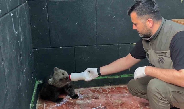 Öksüz ayı Sinop'ta kurtarıldı, hayatına Zonguldak'ta devam edecek