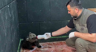 Öksüz ayı Sinop'ta kurtarıldı, hayatına Zonguldak'ta devam edecek
