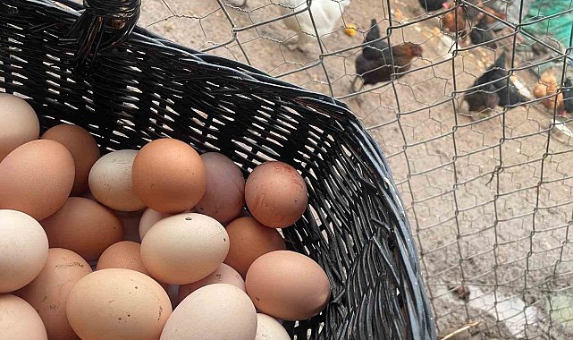 Okulların açılması yumurtayı "Mayıs çukuru"ndan kurtaracak