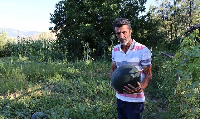 Oltu'da yerli karain karpuzu hasadı başladı