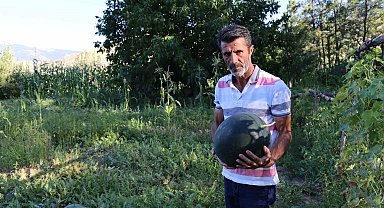 Oltu'da yerli karain karpuzu hasadı başladı