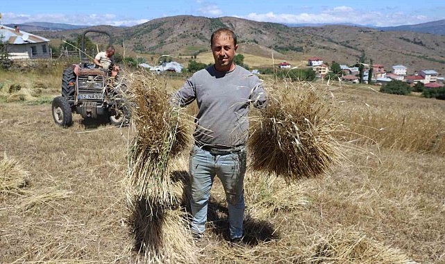 Ordu'da 'alım garantili' siyez buğdayında üretim bin 500 kat arttı