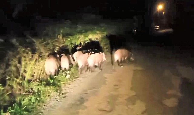 Ordu'da aç kalan domuz sürüsü mahalleye indi