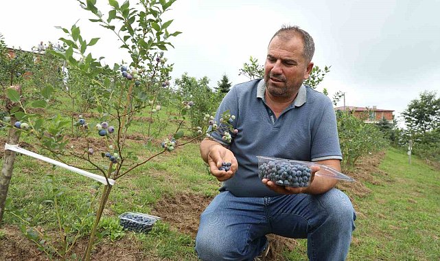Ordu'da mavi yemiş üretimi yüz güldürüyor: Kilogramı 500 TL