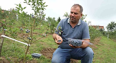 Ordu'da mavi yemiş üretimi yüz güldürüyor: Kilogramı 500 TL