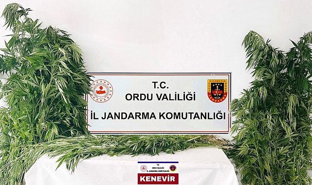 Ordu'da yasa dışı kenevir üretimine 3 tutuklama