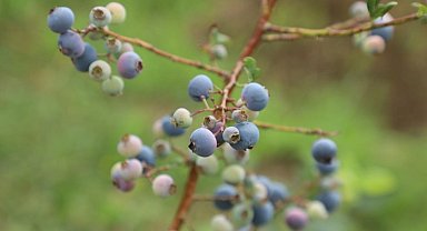Ordu'da mavi yemiş üretimi büyüyor: Kilogramı 500 TL'den alıcı buluyor