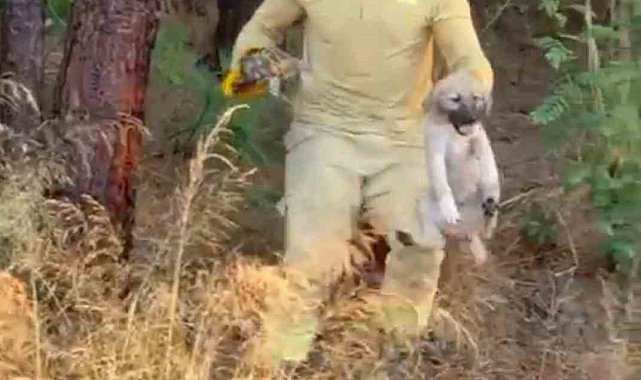Orman ekipleri Çanakkale'de devam eden yangında kaplumbağa ve köpek yavrusunu kurtardı