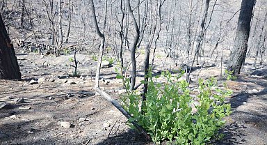 Orman yangınında küle dönen bölgede kendiliğinden fidanlar yeşerdi