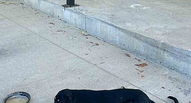 Osmaneli'nde aracın çarptığı köpek ameliyat edildi
