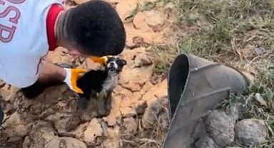Osmaniye atık su kuyusunda mahsur kalan 2 yavru köpek kurtarıldı