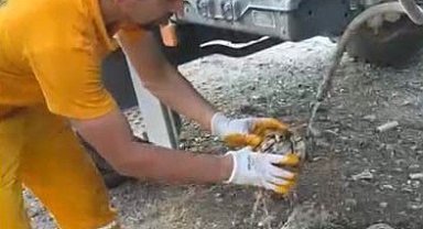 Osmaniye'de çıkan orman yangınından etkilenen kaplumbağa kurtarıldı